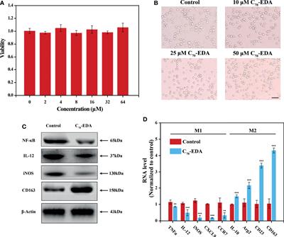 Potential Resistance to Antineoplastic Aminated Fullerenes Mediated by M2-Like Monocyte-Derived Exosomes